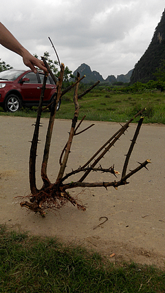 雀梅藤属植物有哪些种类 绿林网