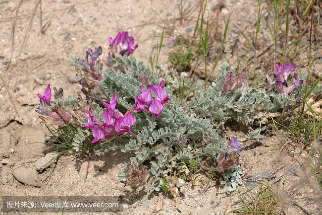 常见的豆科黄芪属有哪些 绿林网
