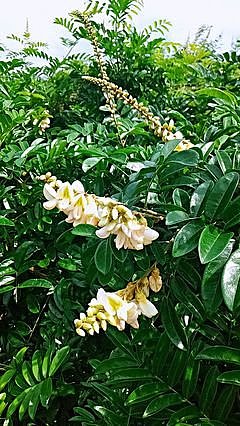 豆科崖豆藤属有哪些 绿林网