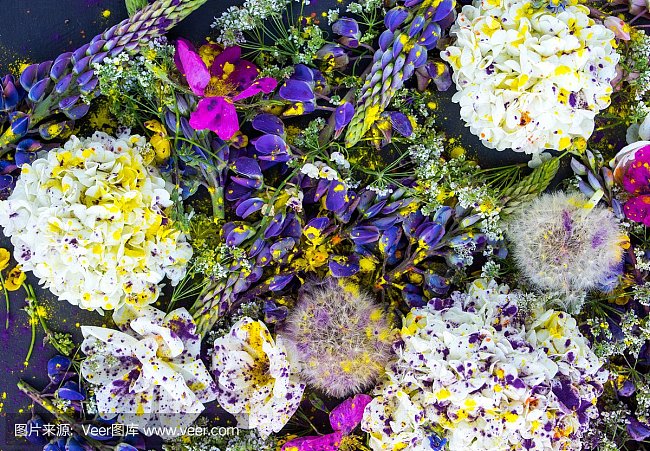 常见的伞形科丝瓣芹属有哪些种类 绿林网