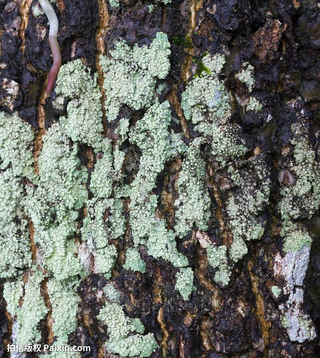 夹竹桃科醉魂藤属植物有哪些种类 绿林网