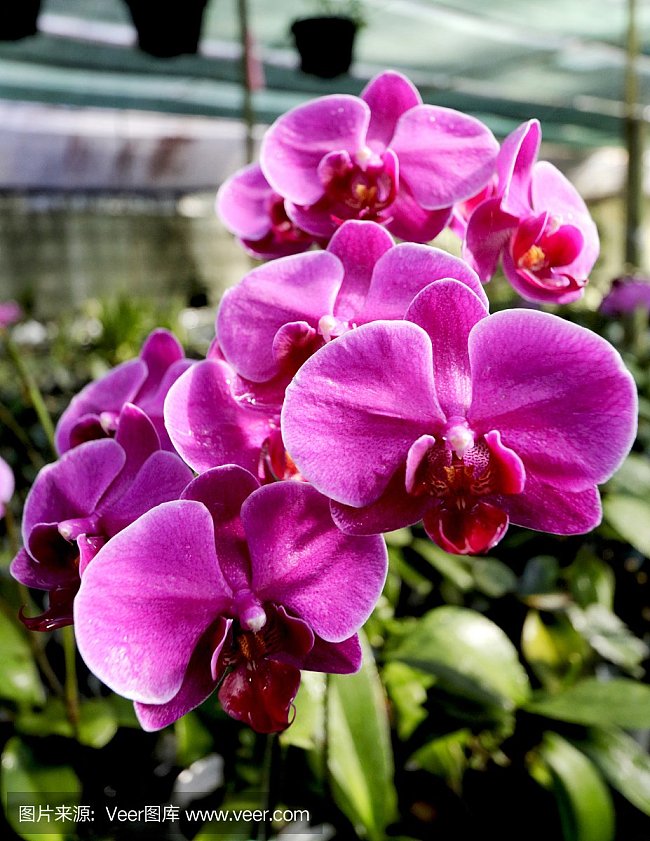 兰科带唇兰属有哪些种类 绿林网